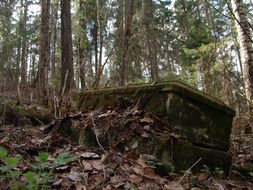aged stone ruins in Forest