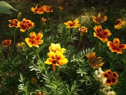 Calendula bush with flowers