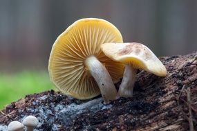 fascinating Mushrooms Forest