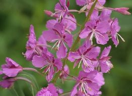 photo of purple summer flowers close up