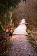 Branches and bridge