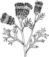 outline drawing of a thistle