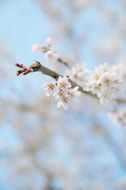 Cherry Blossoms Japan