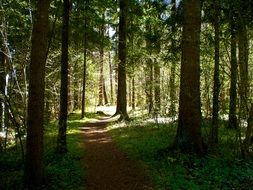 forest path among trees in summer