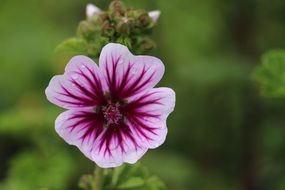 zebrina mallow Blossom close up