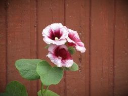 two-colored mallow near a wooden fence