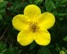 bright yellow garden flower