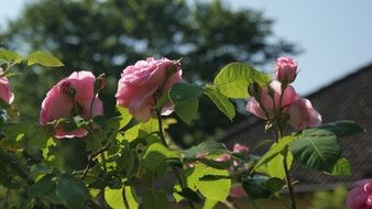 closeup picture of the rose flowers in the garden