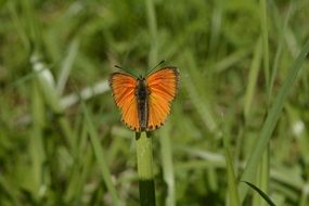 Grass Sajid Butterfly Orange