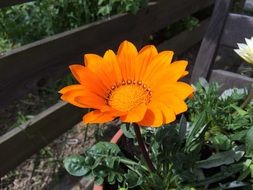 Gazania Orange