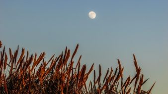 white moon over brown reeds at dusk