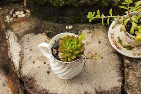 Succulent Plants growing in teacups