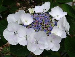 flowering plant with different flowers