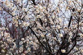 Landscape with the flowers in spring