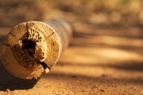 Macro picture of tree Branch on a ground