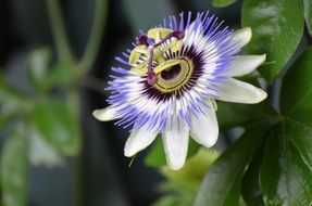 romantic white tropical flower