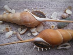 Seashells Exotic Sea