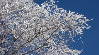 frosty Birch Branches