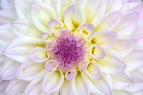 white dahlia with purple core close up