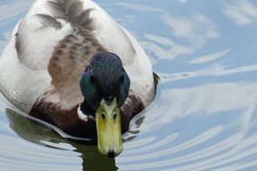 forest duck swims in a pond
