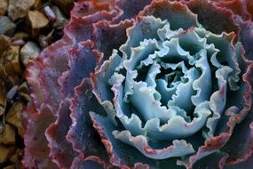 perennial potted plant in flower shop