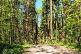 photo of a sunny forest trail