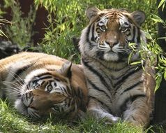 tigers lie on the green grass