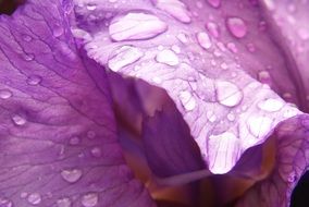 raindrops on iris petals