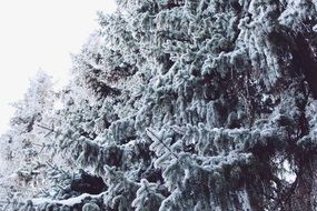 wintry frozen fir trees