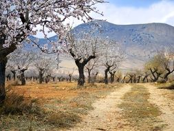 almond trees in a Mediterranean garden