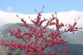 Pink cherry blossoms tree