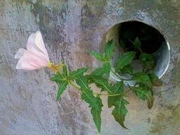 wild flower in concrete pipe