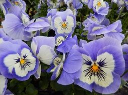 light blue pansies