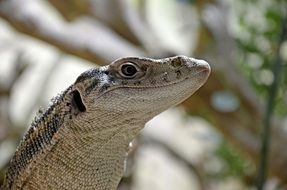 Beautiful and exotic Iguana in the rainforest