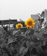 yellow sunflower in gardening