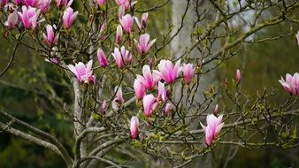 tree with pink flowers close-up