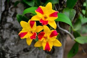 Beautiful yellow and red orchid flowers with green leaves