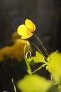 yellow poppy in the forest