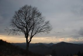 Tree Lonely Tree