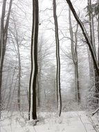 magnificent Winter Tree