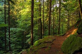 Beautiful forest landscape with colorful trees in Thuringia Germany