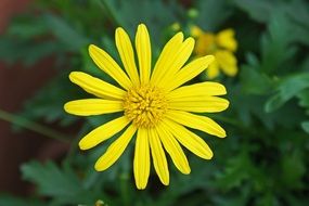 closeup of a yellow daisy