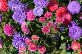 red and blue fluffy Asters