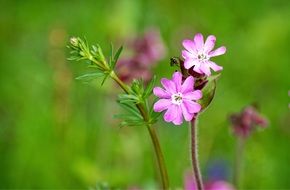 Red Campion Silene
