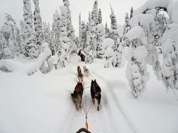 Husky as a transport in Finland