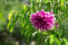 pink flower with white stripes in the garden