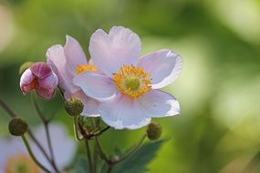 white Fall Anemone Blossom