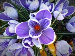 purple filigree crocus flowers