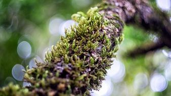 magnificent Tree Moss