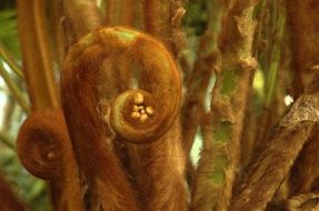 Brown Fern plants